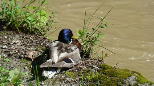 201006251522110.pieniny 2010 034